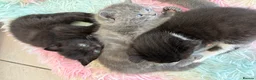Scottish Fold cats for sale: 3 Scottish Fold Kittens 8 JUNE - Advert 11