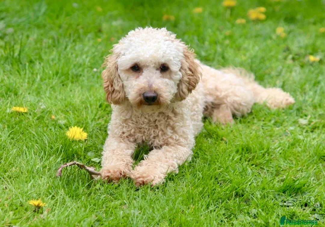 Cavapoo dogs for sale: Gorgeous Cavapoo F1 puppies - Advert 2