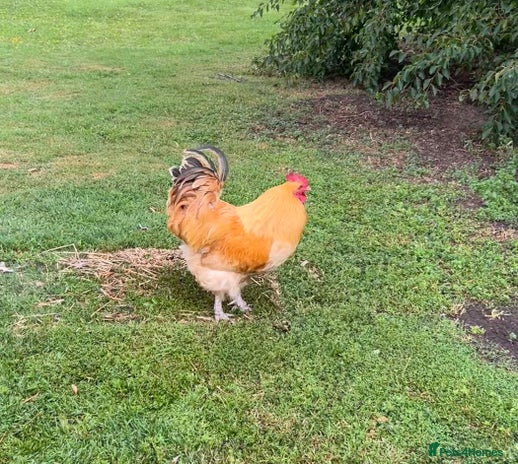 Chickens poultry - Advert 2