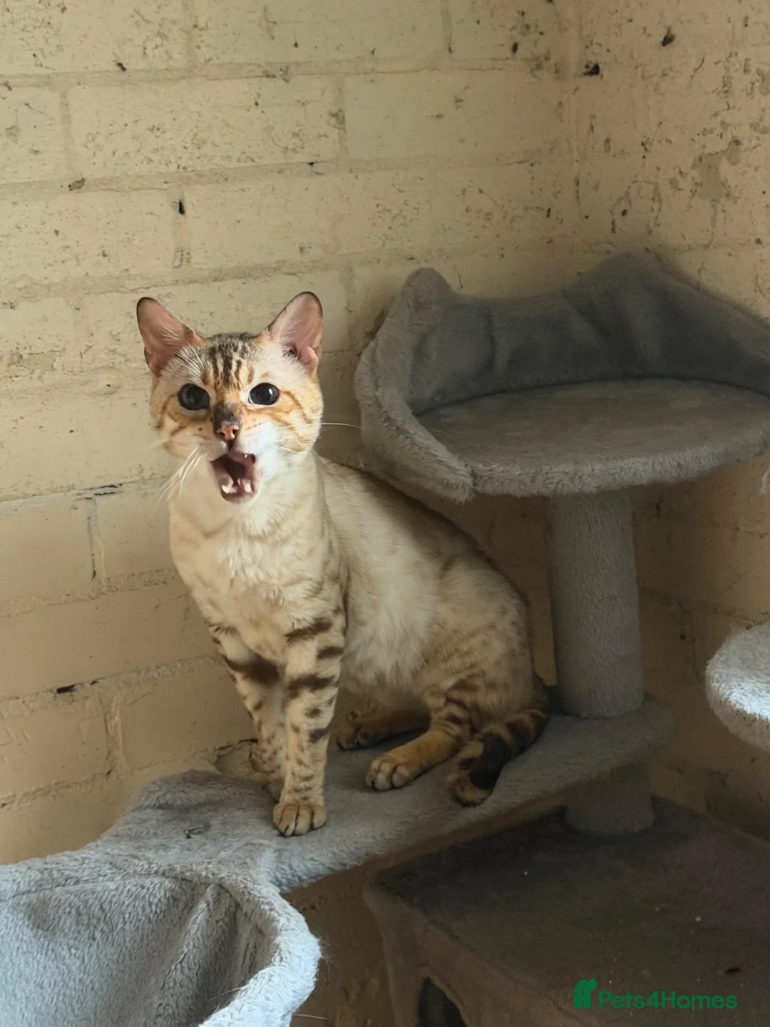 Bengal cats for sale: Snow lynx bengal male - Advert 2