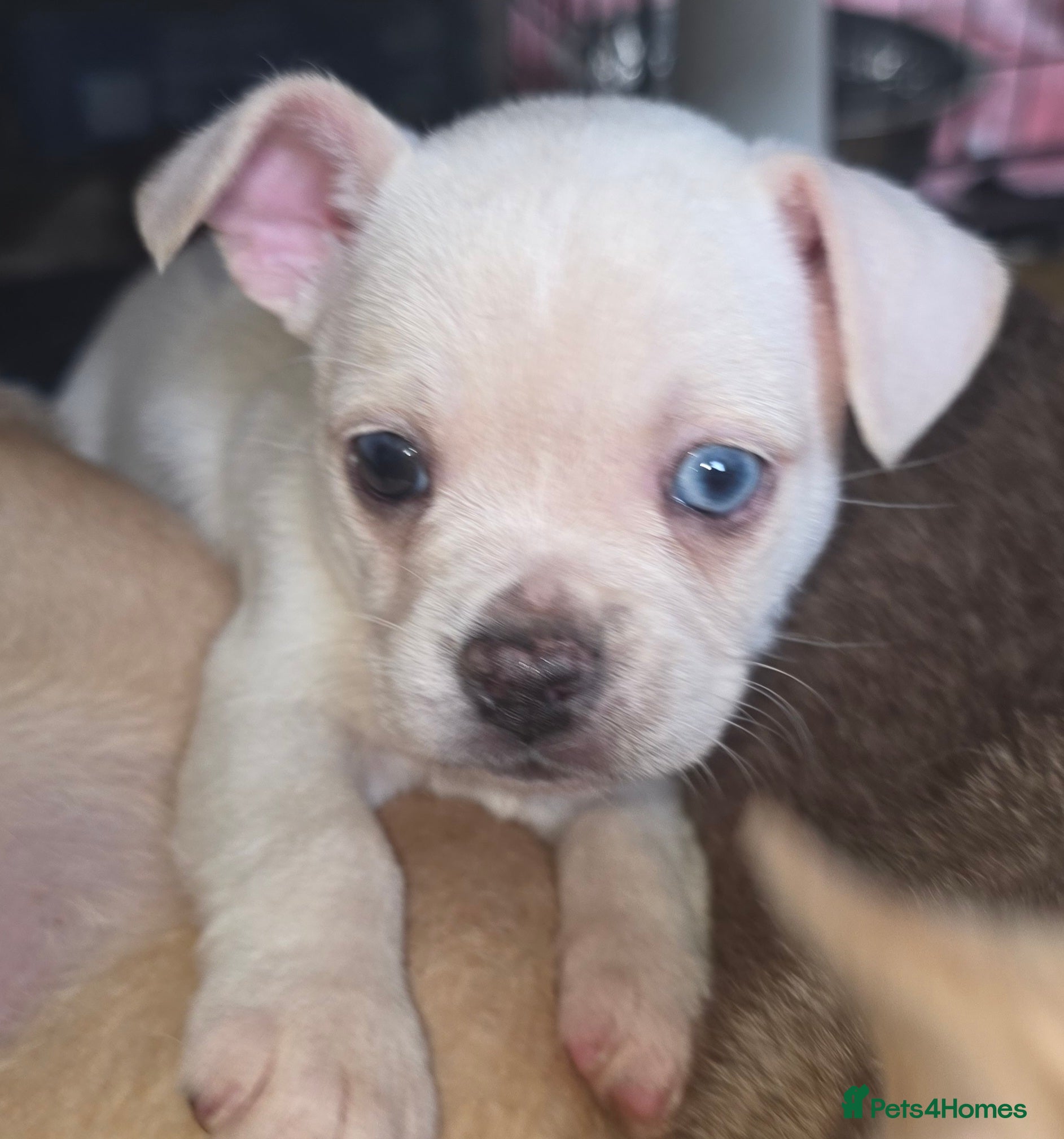 Mixed Breed dogs Chihuahua cross french bulldog  - Advert 9