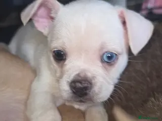 Mixed Breed dogs Chihuahua cross french bulldog - Advert 9