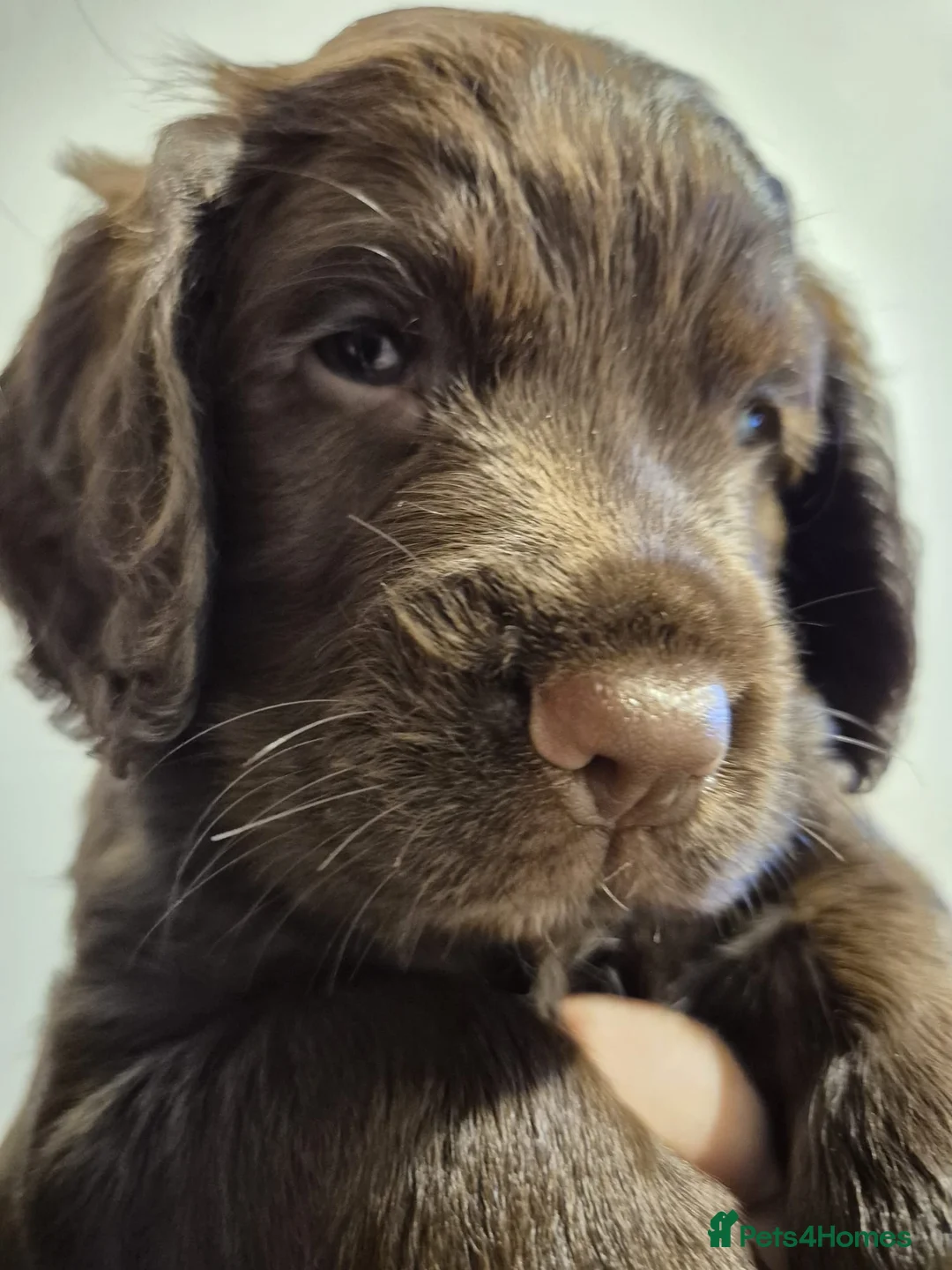 Sprocker dogs for sale: Chocolate Treats 🥰 - Advert 6