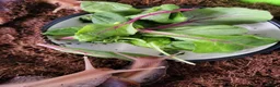 Snails invertebrates for sale: 🐌 10 Beautiful Giant African Land Snails 🐌 in Plymouth - Advert 15