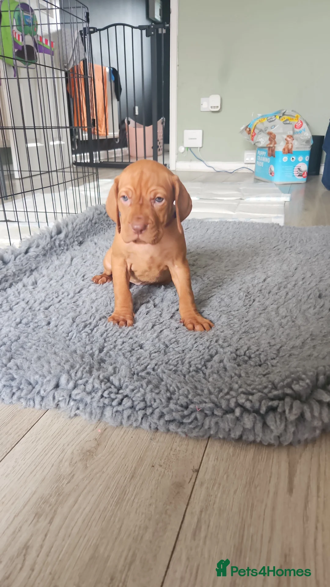Hungarian Vizsla dogs for sale: 🏆🇭🇺 KC Registered fully trained HungarianVizsla - Advert 18