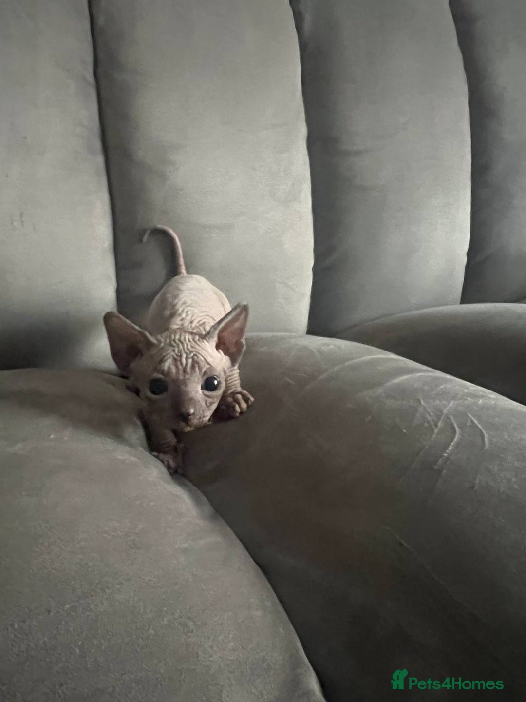 Sphynx cats for sale: TICA REGISTERED CANADIAN Elf Sphynx 1 kitten left  - Image 28