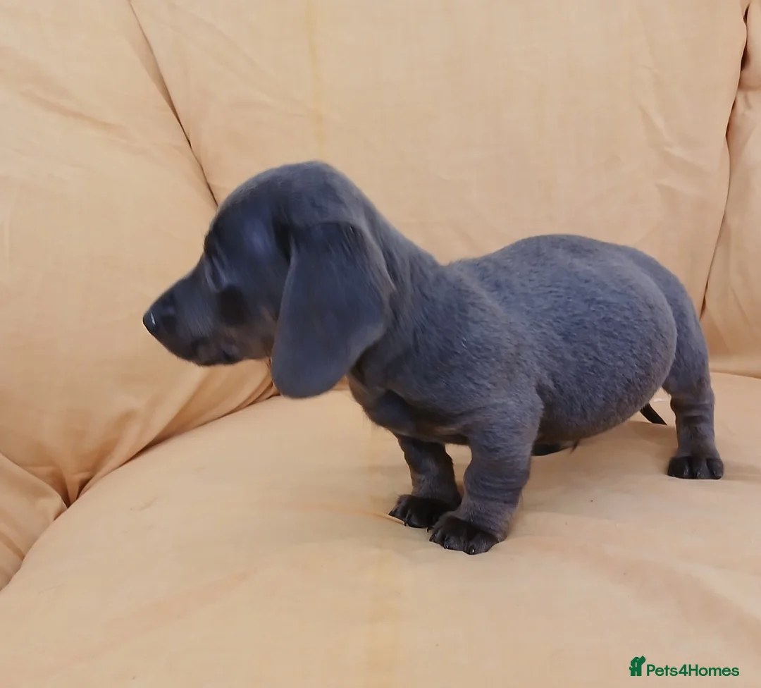 Miniature Dachshund dogs for sale: Miniature dachshund puppies ready now - Advert 13