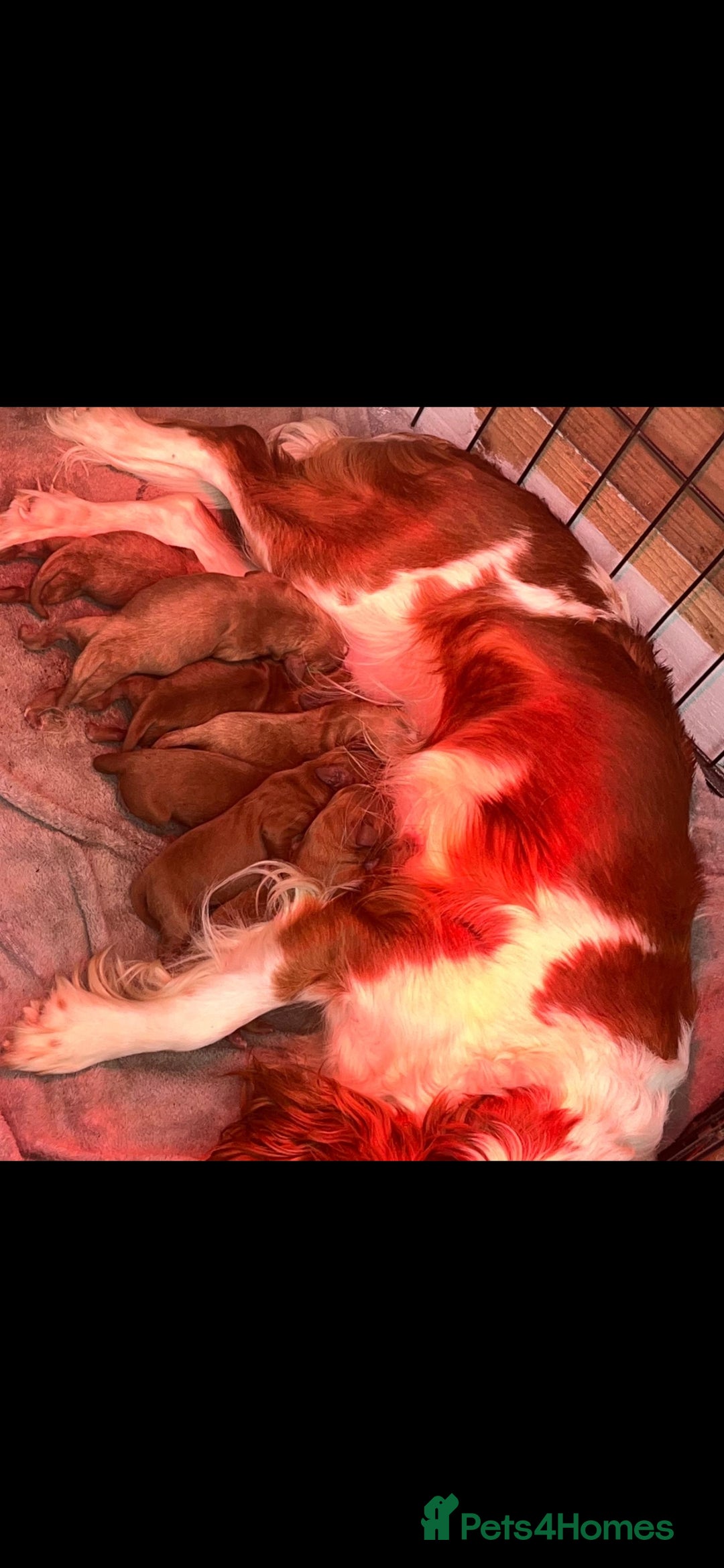 Miniature Poodle dogs for stud: KC Red stud Minature Poodle in Baldock - Advert 2