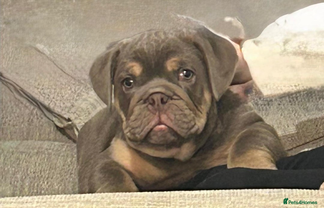 English Bulldog dogs for sale: Adorable Male KC Registered Bulldog Puppy  - Advert 1