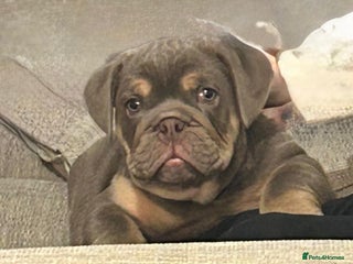 English Bulldog dogs Adorable Male KC Registered Bulldog Puppy - Advert 2