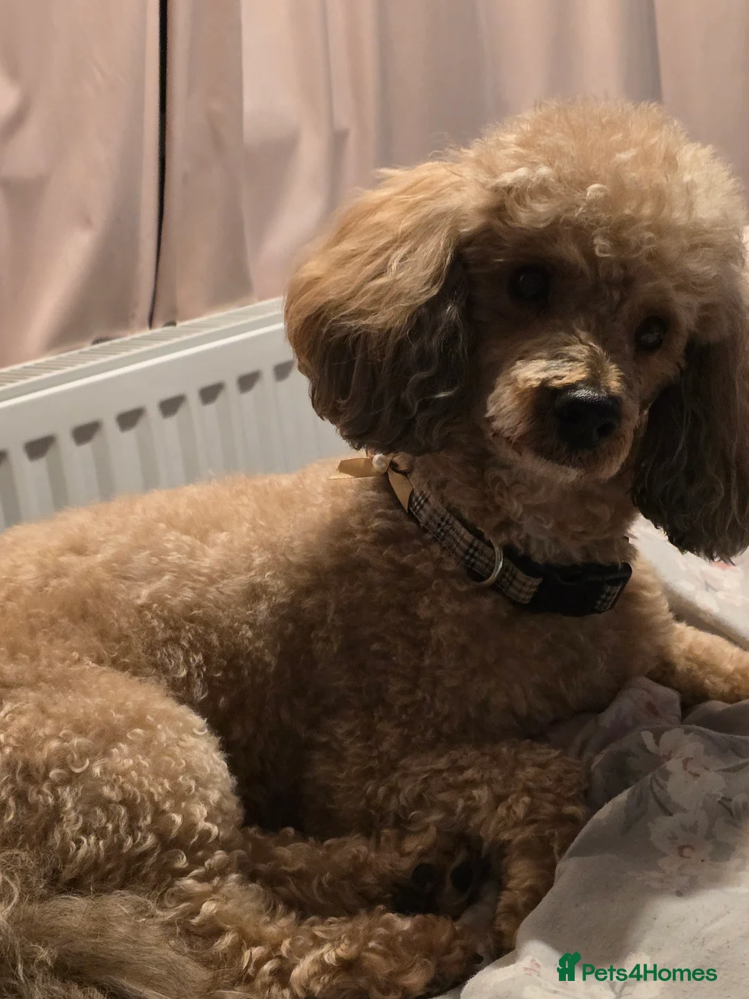 Toy Poodle dogs for stud: 🏆PROVEN🏆sable miniature poodle health tested in Havant - Advert 4