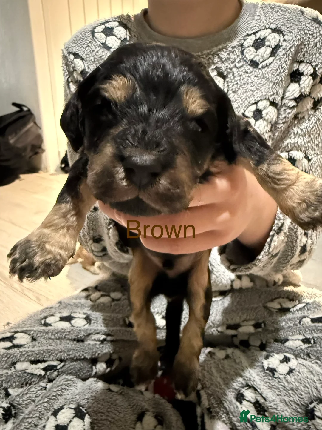 Mixed Breed dogs for sale: 8 Beautiful Cavapoochon Puppies in Bacup - Advert 30