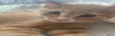 Kuma 