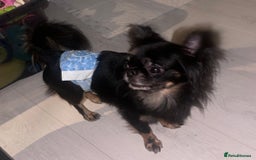 Chihuahua dogs for stud: Russian chihuahua stud - Image 5