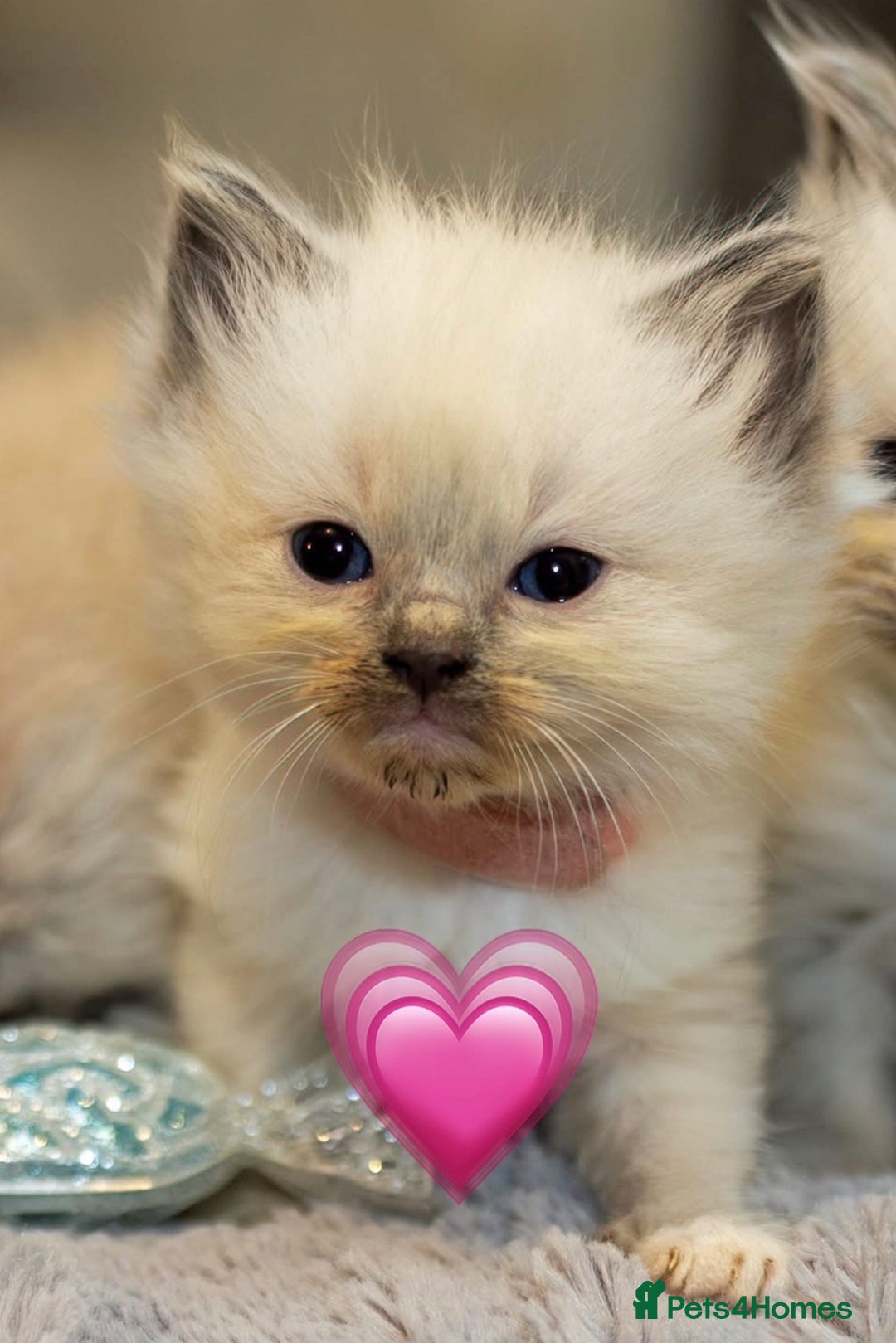 Ragdoll cats for sale: ✨ Beautiful Pure Ragdoll Kittens Available ✨ - Advert 13