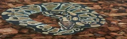 Mixed Breed reptiles for sale: Reptile for sale  - Advert 4
