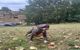 Mixed Breed dogs for sale: Staff x cane corso  - Image 3