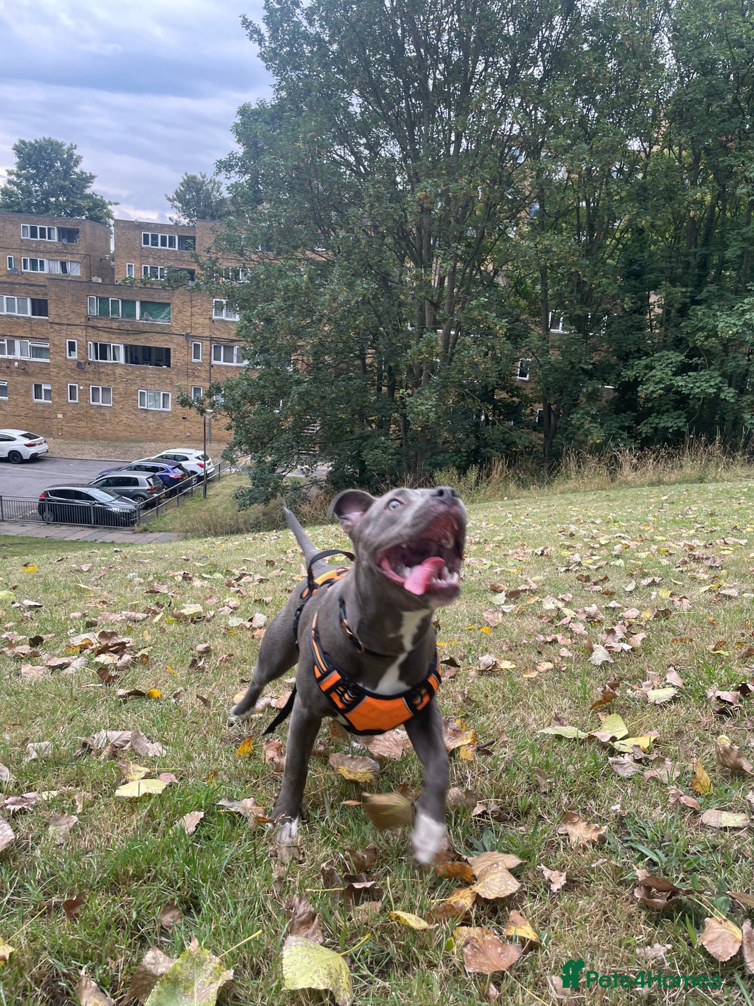 Mixed Breed dogs for sale: Staff x cane corso  - Image 3