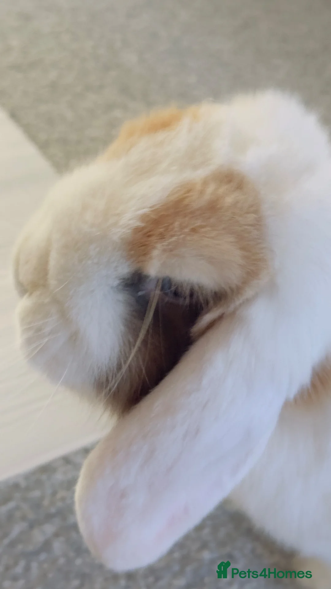 Mini Lop rabbits for sale: Looking for a Loving New Home for My Rabbit 🐰❤️ in Buntingford - Advert 4