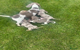 Miniature Dachshund dogs for sale: Ready Today! Miniature Dachshund Puppies  - Image 18