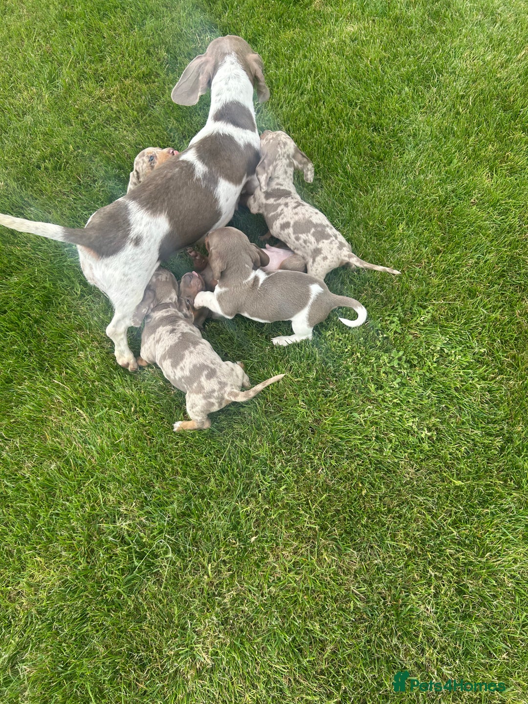Miniature Dachshund dogs for sale: Ready Today! Miniature Dachshund Puppies  - Image 18