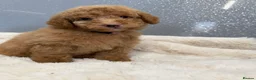 Miniature Poodle dogs for sale: KC Miniature Poodles DNA tested,  0% co eff  - Advert 17