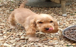 Cocker Spaniel dogs for sale: KC registered Cocker Spaniel puppies - Image 17