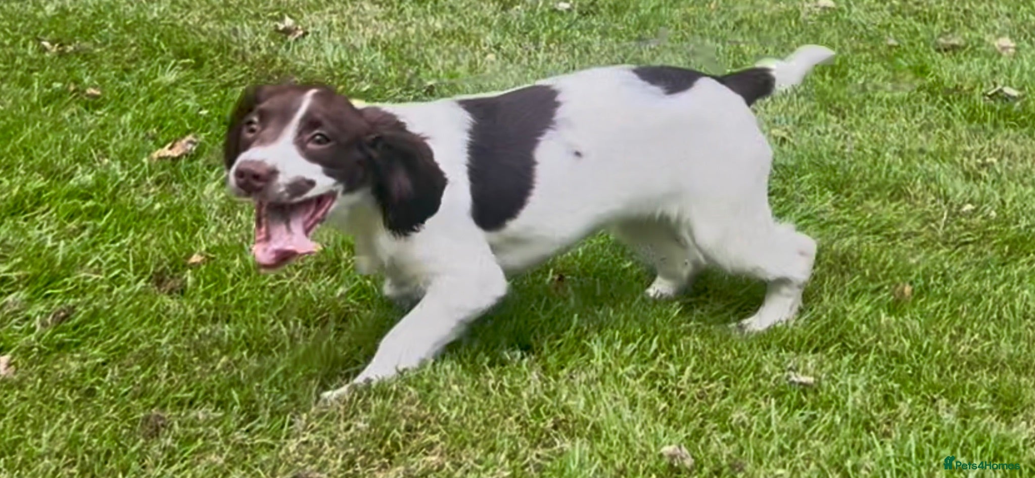 English Springer Spaniel dogs Springer Spaniel pups for sale  - Advert 1