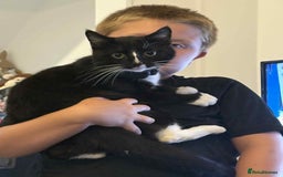 British Shorthair cats for sale: 2 kittens for sale  - Image 21