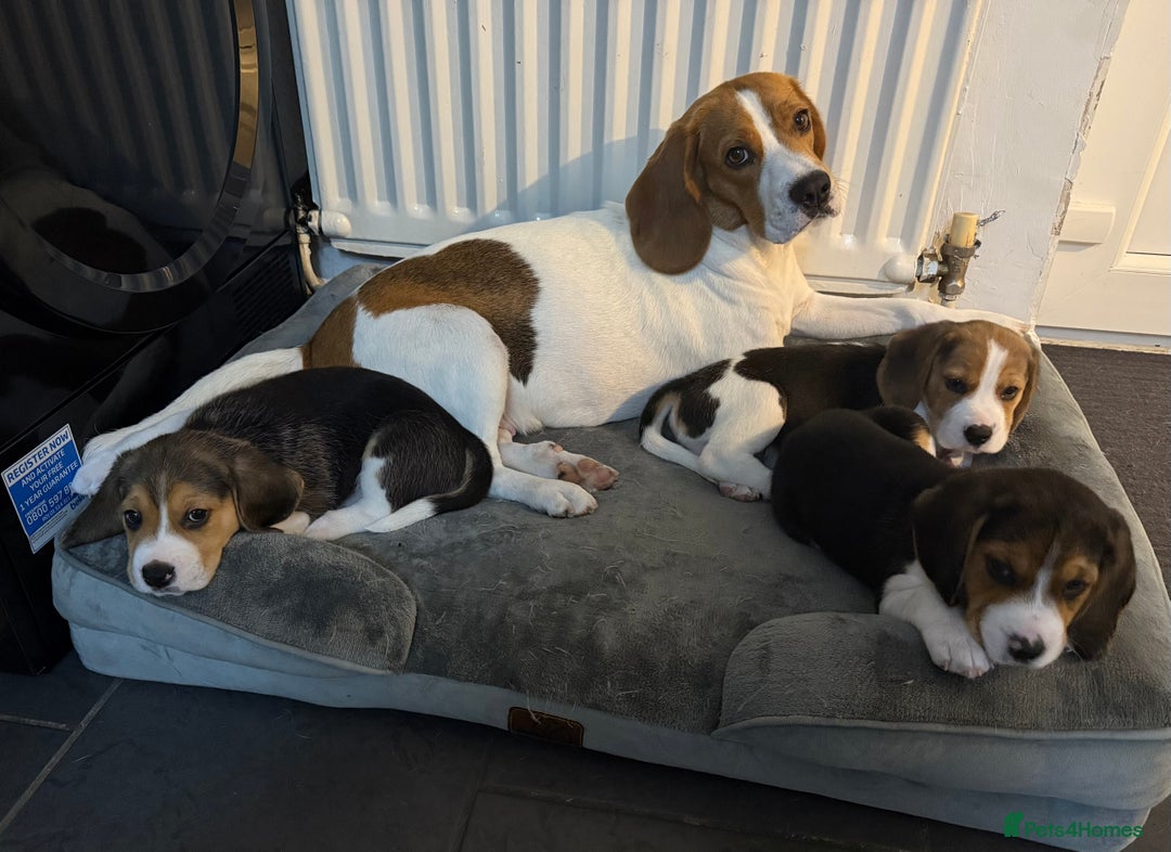 Beagle dogs for sale: Beagle puppies - Image 7