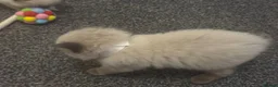 Ragdoll cats for sale: Adorable Beautiful Seal Mitted Ragdoll Kittens  - Advert 10