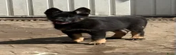 German Shepherd dogs for sale: KC Reg Stunning Working Line German Shepherd Pups - Advert 11