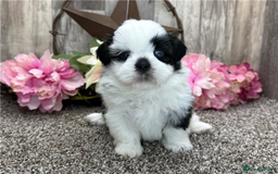Shih Tzu dogs for sale: Adorable Shih Tzu Puppies Ready for Forever Homes - Image 3