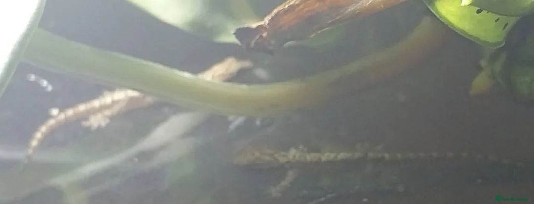 Gecko reptiles for sale: Mourning geckos. - Advert 36