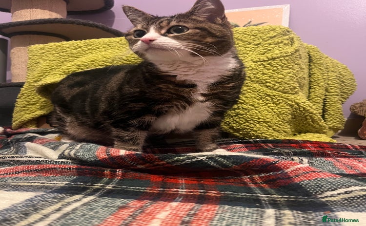 British Longhair cats Elderly sweet tabby 💜 - Advert 2