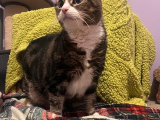 British Longhair cats Elderly sweet tabby 💜 - Advert 2