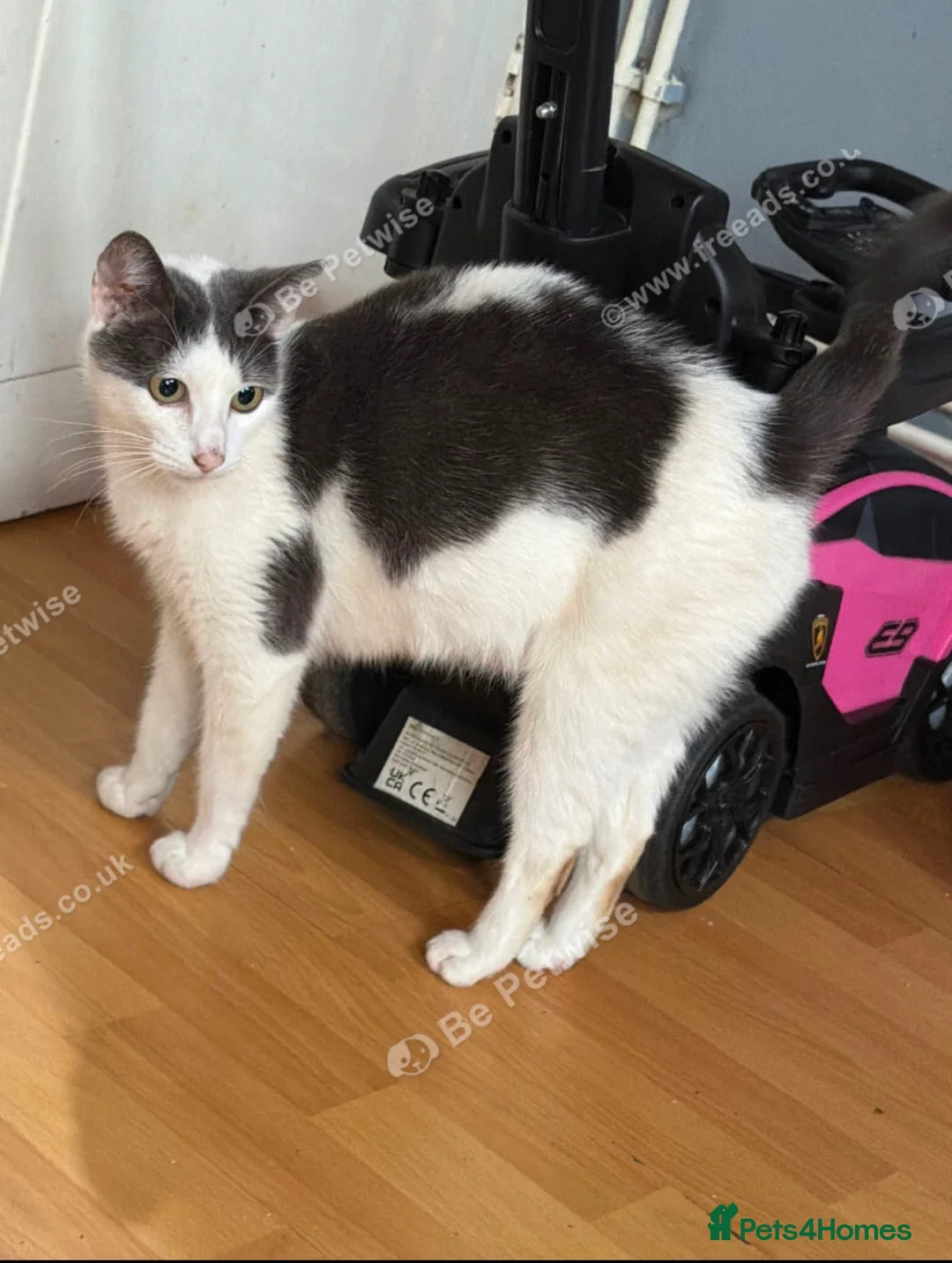 Mixed Breed cats for sale: Little kitten  - Advert 9