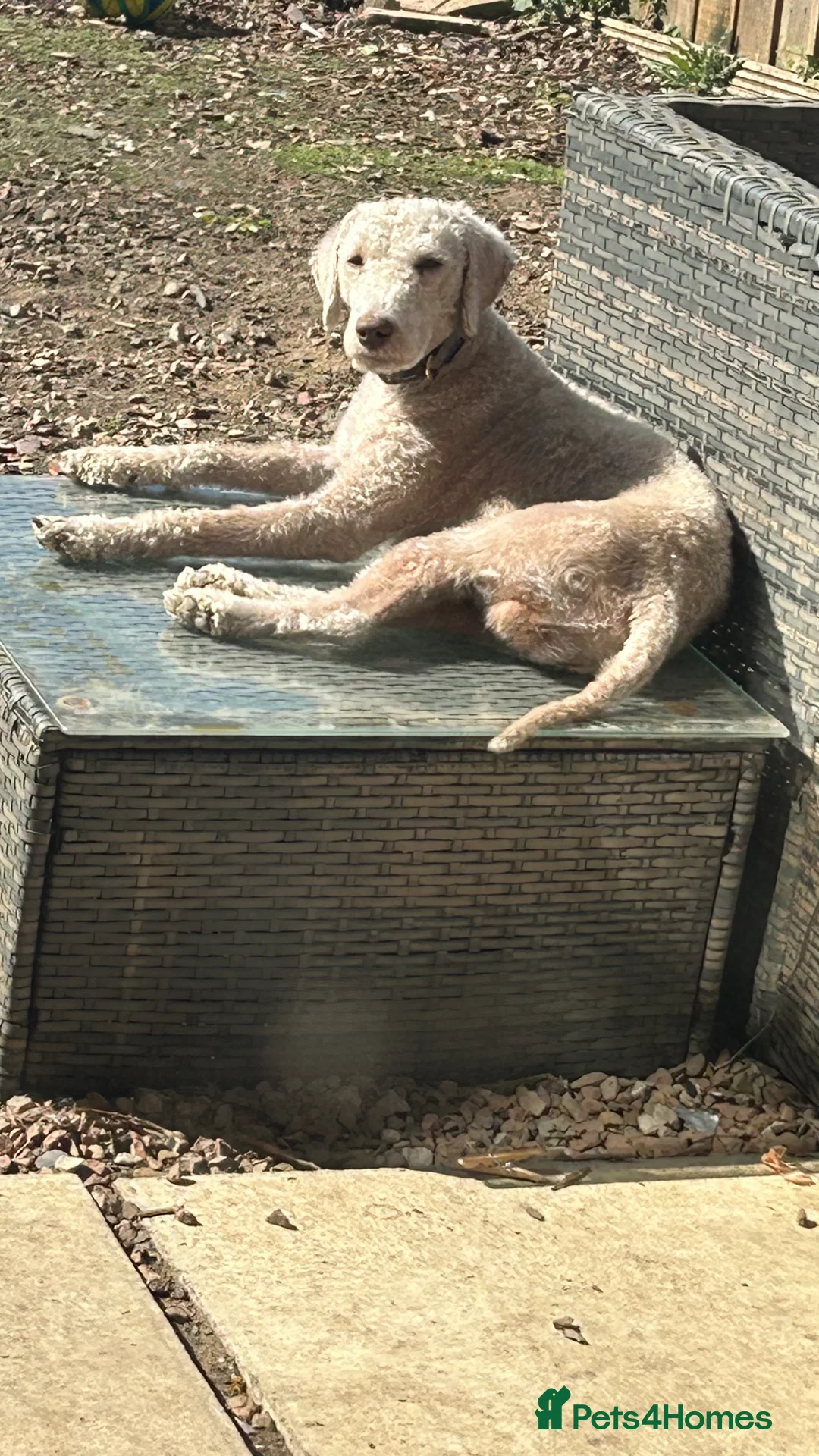 Bedlington Terrier dogs for stud: Liver Bedlington terrier for stud. in Darlington - Advert 7