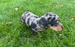 Mixed Breed dogs for sale: Dapple Shnoxy puppies for sale - Image 5