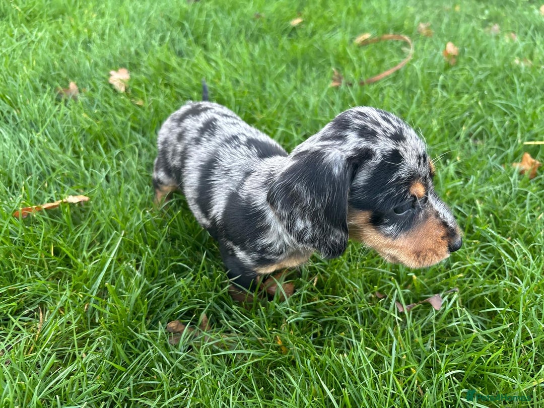 Mixed Breed dogs for sale: Dapple Shnoxy puppies for sale - Image 5