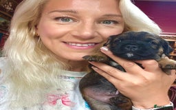 Border Terrier dogs for sale: KC Reg, slem clear VET approved only 1 boy left❤️ - Image 1