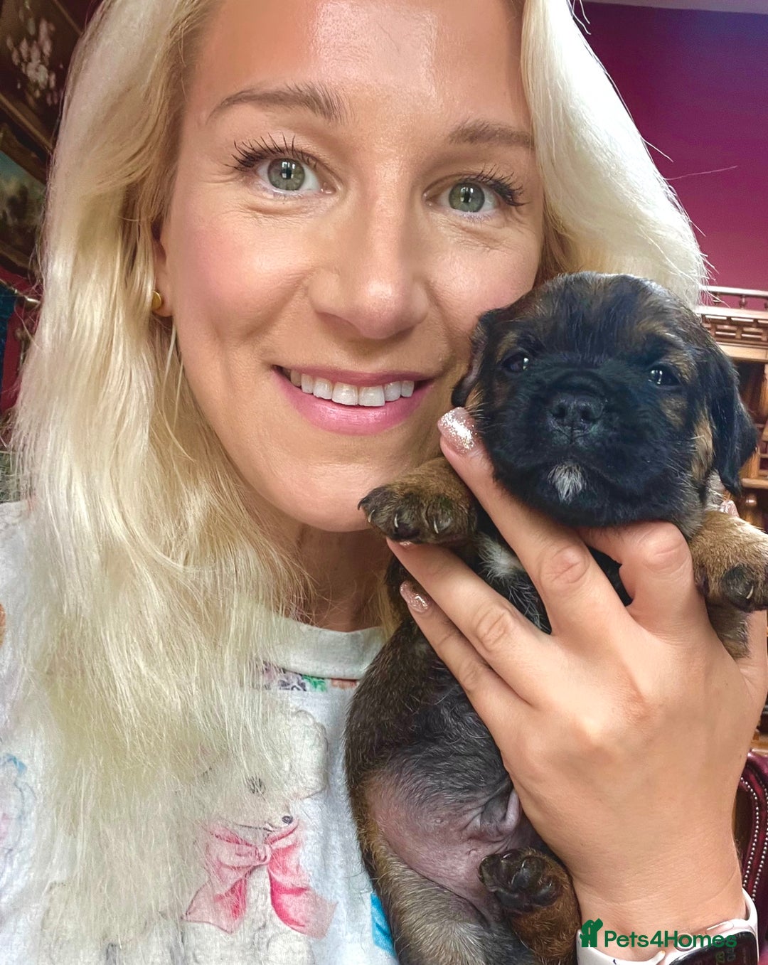 Border Terrier dogs for sale: KC Reg, slem clear VET approved only 1 boy left❤️ - Image 1