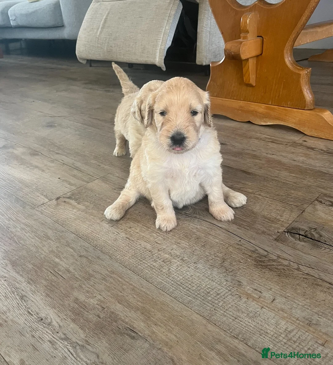 Double Doodle dogs for sale: Beautiful Litter of Double Doodles - Advert 2