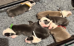 Boston Terrier dogs for sale: Stunning rainbow litter born 5/8/35 - Image 7
