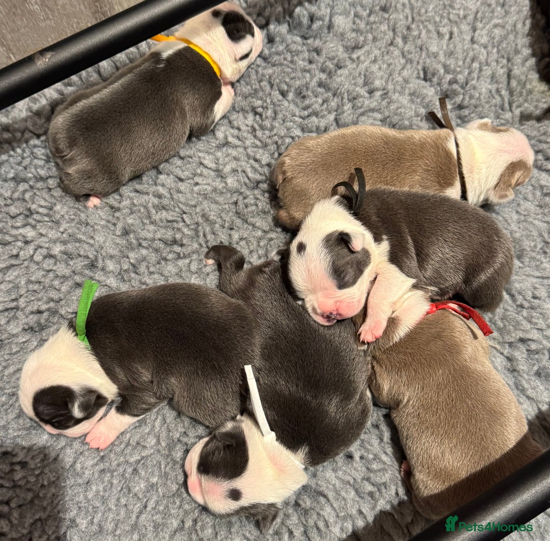 Boston Terrier dogs for sale: Stunning rainbow litter born 5/8/35 - Image 7