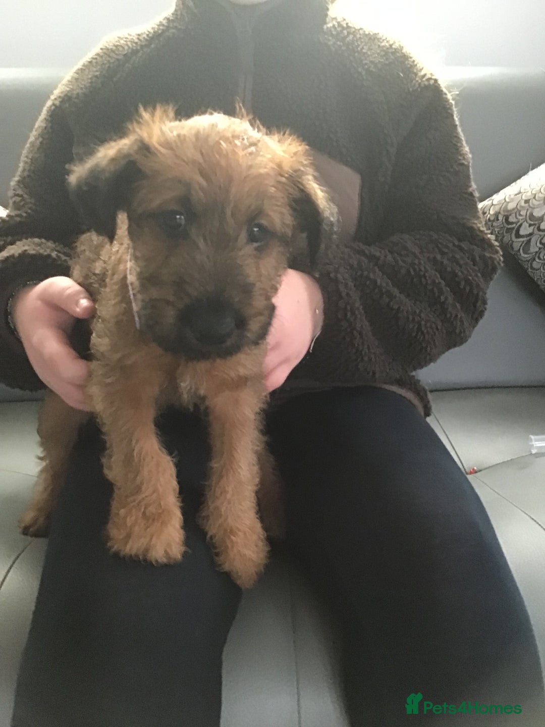 Irish Terrier dogs for sale: 3 Irish terrier bitches - Image 4