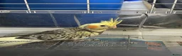 Cockatiels birds for sale: Baby cockatiels for sale - read ad for prices  - Advert 19