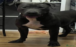 Mixed Breed dogs for sale: Luna  - Image 2