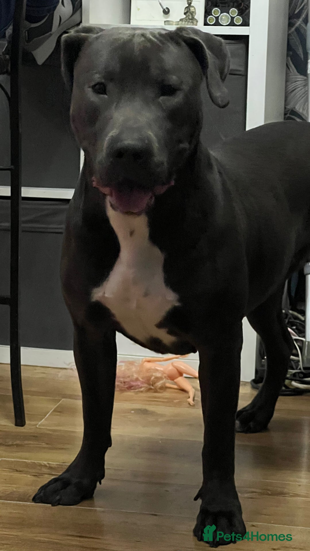 Mixed Breed dogs for sale: Luna  - Image 2