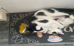 Mixed Breed cats for sale: 2 gorgeous 2 kitchens ready   - Image 5